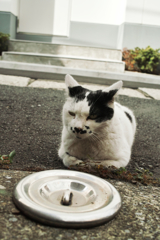 猫撮り散歩1497