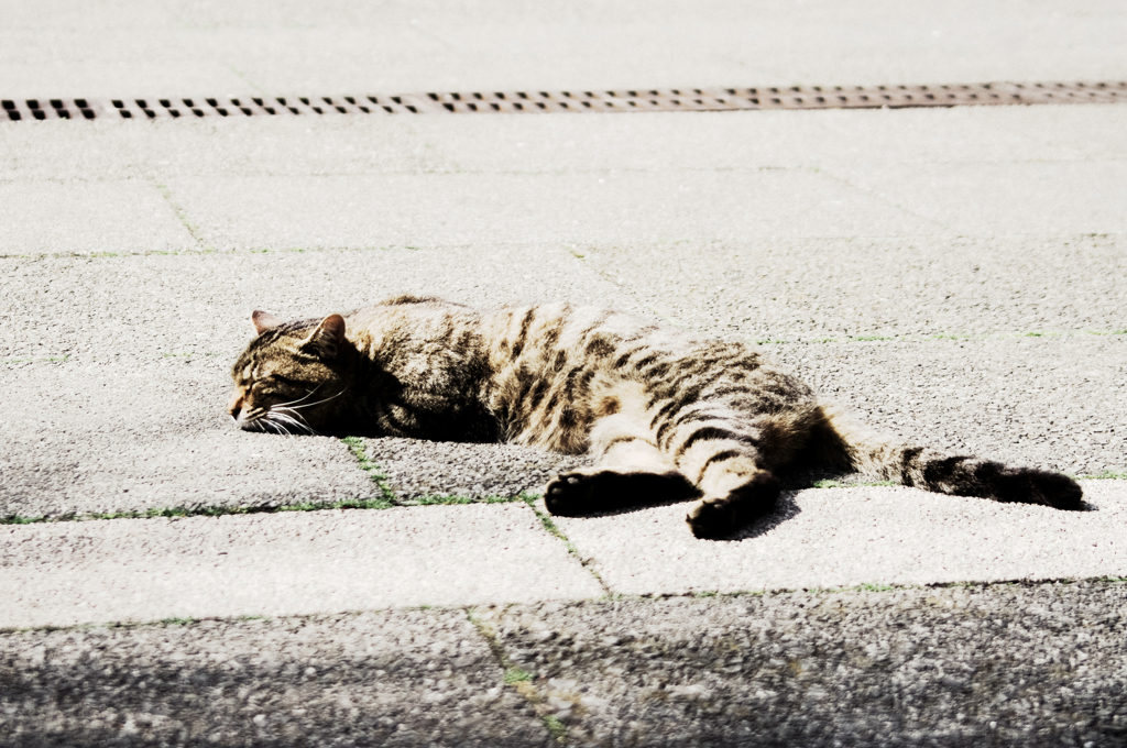 猫撮り散歩1150