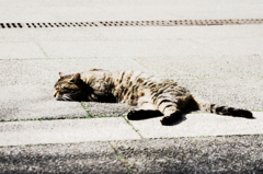猫撮り散歩1150