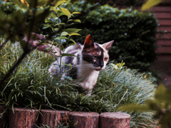 猫撮り散歩444
