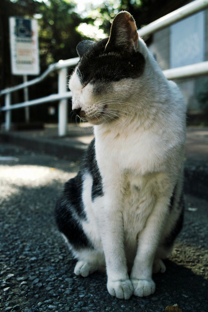 猫撮り散歩1735