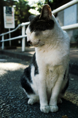 猫撮り散歩1735