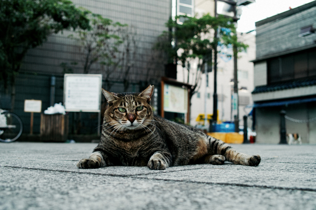猫撮り散歩1563