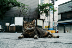 猫撮り散歩1563