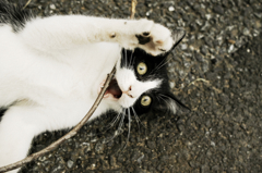 猫撮り散歩755