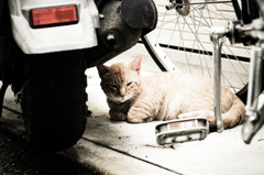 猫撮り散歩592