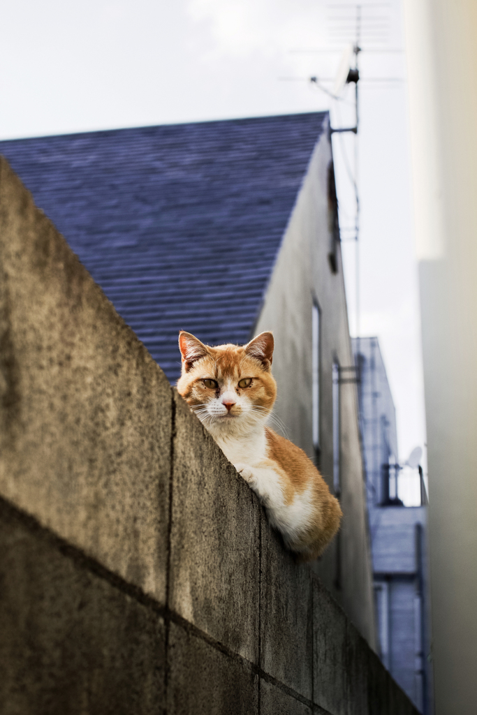 猫撮り散歩2069