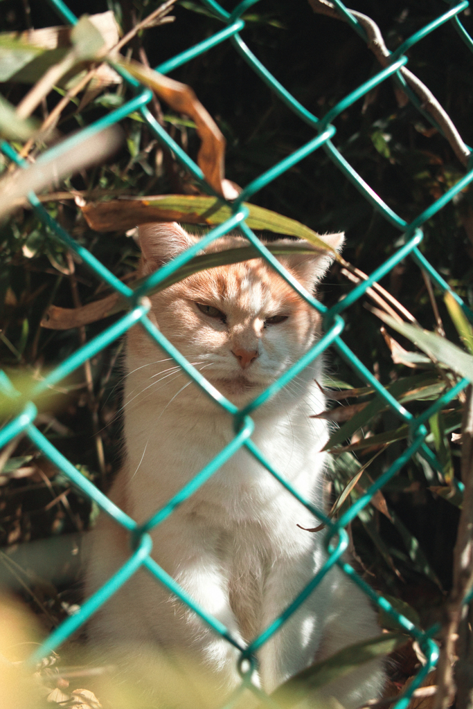 猫撮り散歩1900