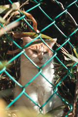 猫撮り散歩1900