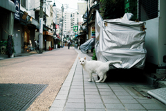 猫撮り散歩1261
