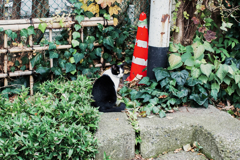 猫撮り散歩1258
