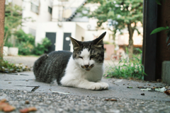 猫撮り散歩1387