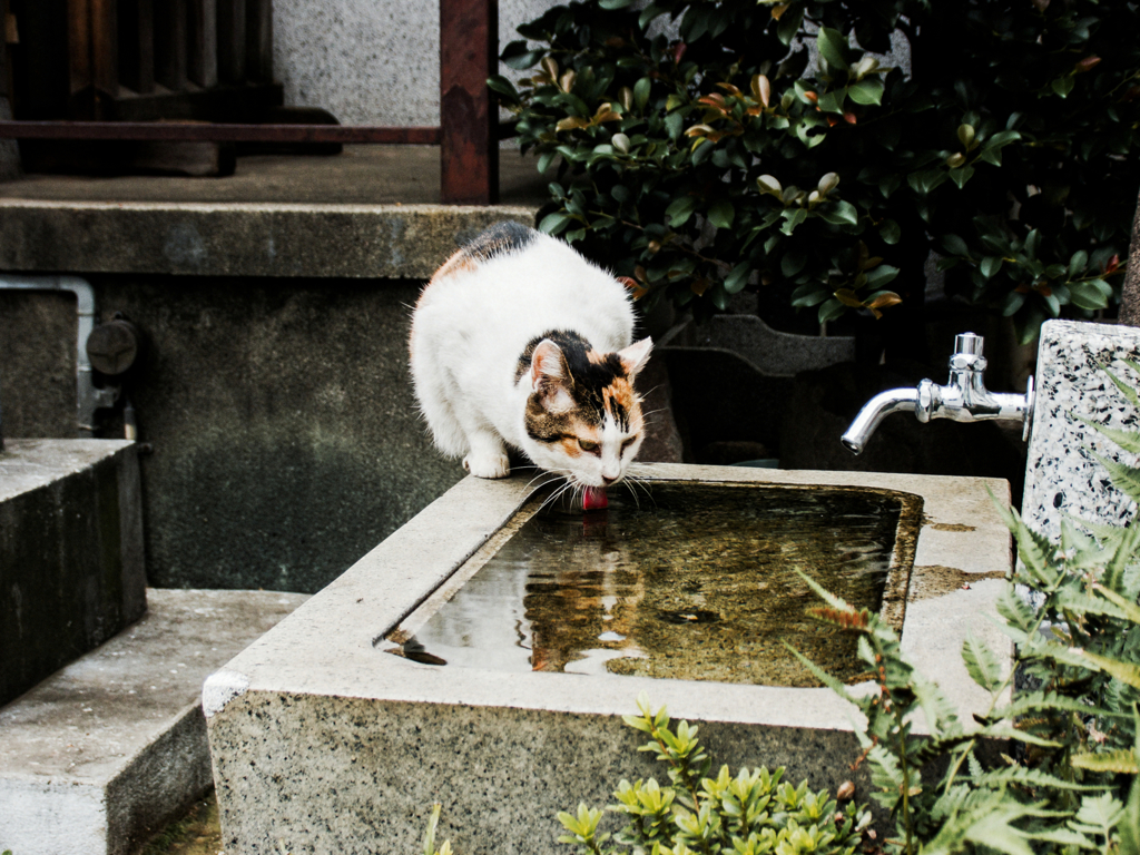猫撮り散歩770