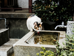 猫撮り散歩770