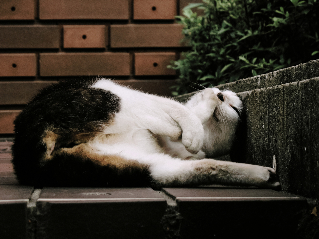 猫撮り散歩1817