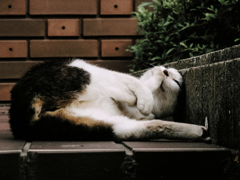 猫撮り散歩1817