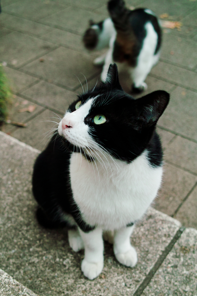 猫撮り散歩1423