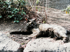 猫撮り散歩1324
