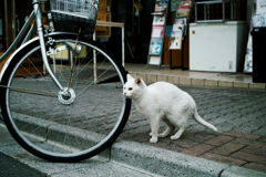 猫撮り散歩1421