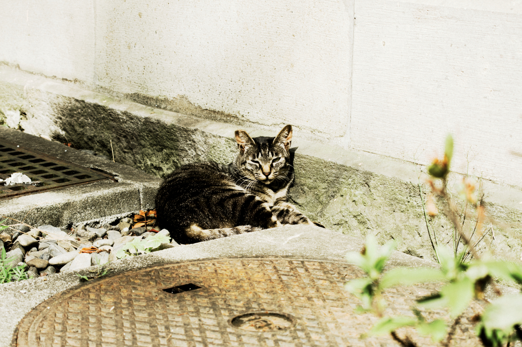 猫撮り散歩1101