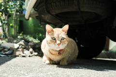 猫撮り散歩1870
