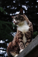 猫撮り散歩SZS-01 "Garden cats of One day"