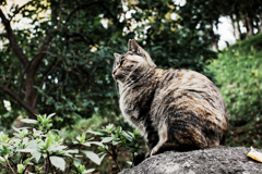 猫撮り散歩1130