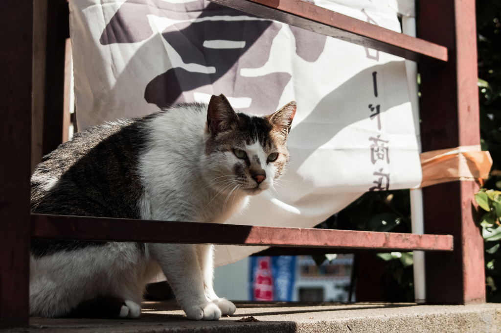猫撮り散歩1572