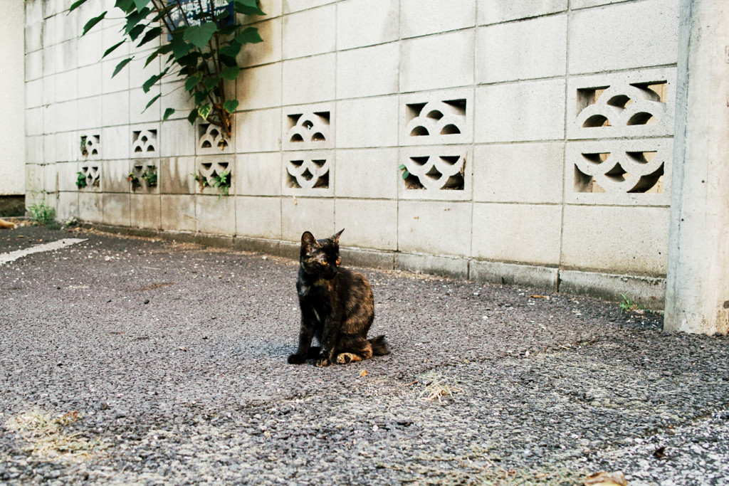 猫撮り散歩1291