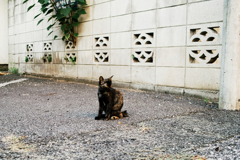 猫撮り散歩1291