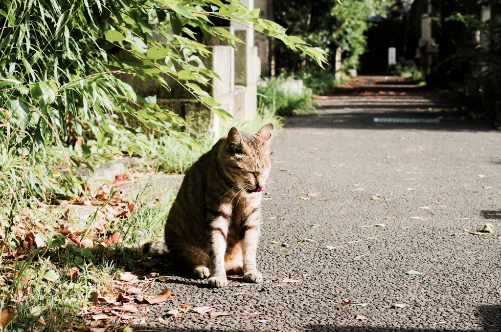 猫撮り散歩572