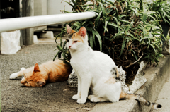 猫撮り散歩977