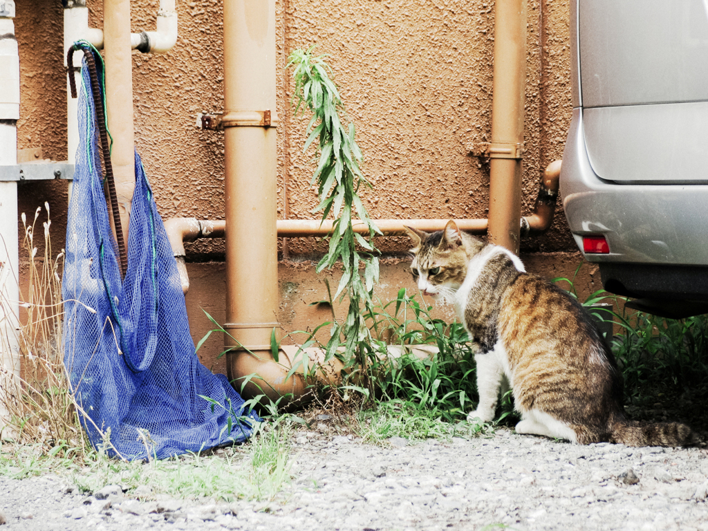 猫撮り散歩2185