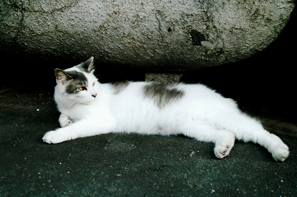 猫撮り散歩902