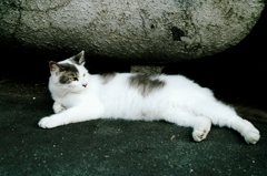 猫撮り散歩902