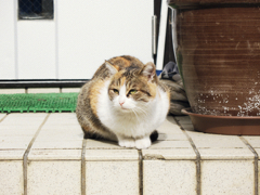 猫撮り散歩248