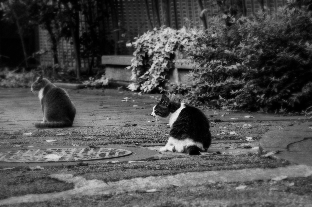 猫撮り散歩660