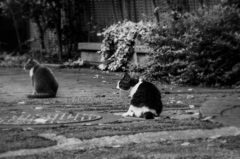 猫撮り散歩660