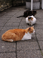 猫撮り散歩320