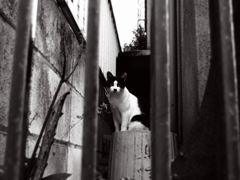 猫撮り散歩649