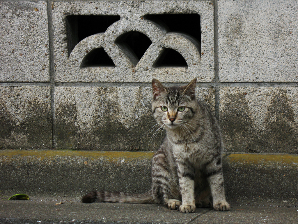 猫撮り散歩117