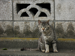 猫撮り散歩117