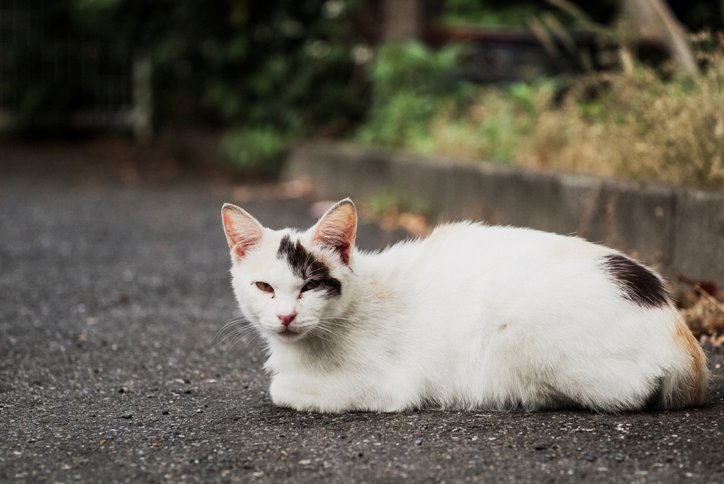 猫撮り散歩1875