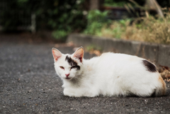 猫撮り散歩1875