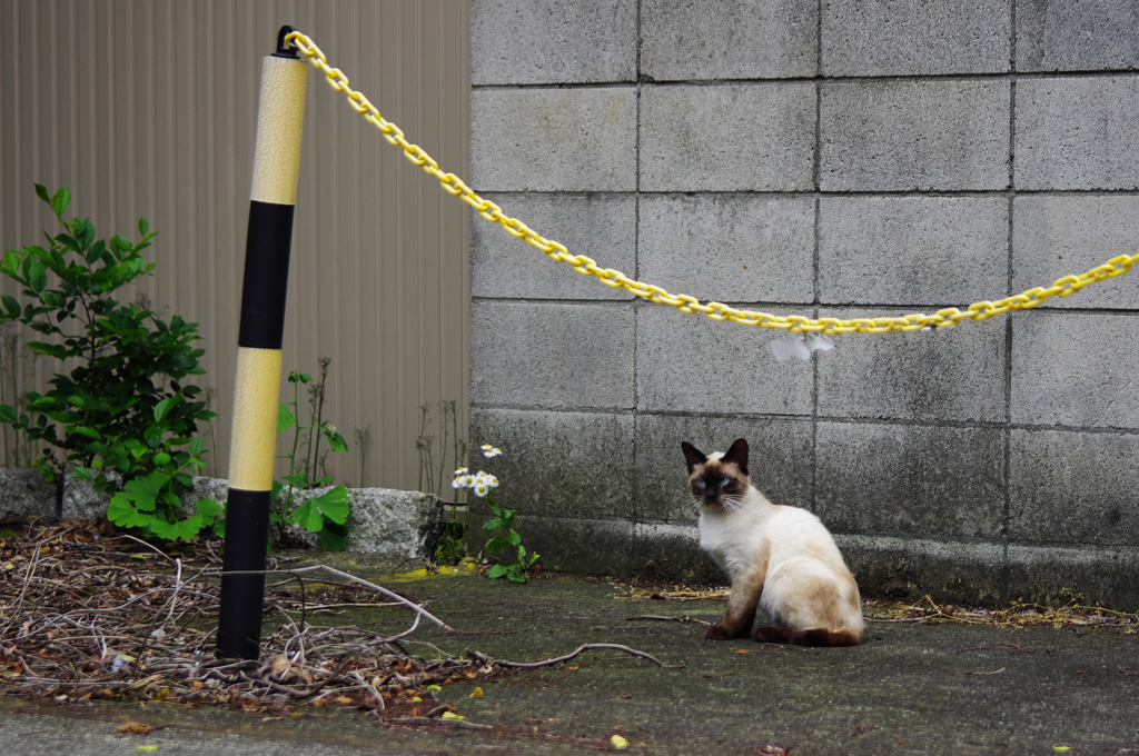 猫撮り散歩181