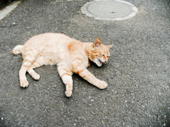 猫撮り散歩1756