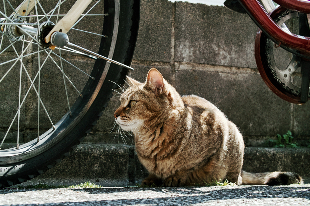 猫撮り散歩2310