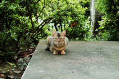 猫撮り散歩1382