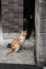 猫撮り散歩664