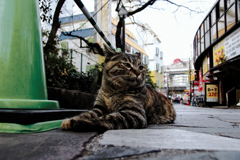 猫撮り散歩1624